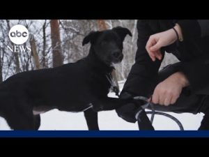 Read more about the article Keeping pets safe from the cold