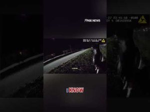 Read more about the article Caught horsin’ around: Mini horse Oreo’s midnight adventure