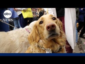 Read more about the article Thousands of golden retrievers to meet up in one town