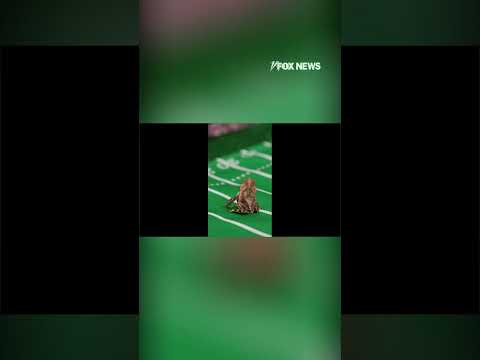 Read more about the article Tiny toad predicts next football winner