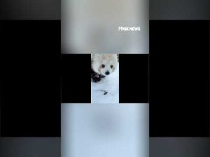 Read more about the article Red panda cub discovers snow