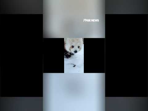 Read more about the article Red panda cub discovers snow