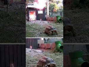 Read more about the article Tortoise escapes from burning shed after heat lamp ignites blaze