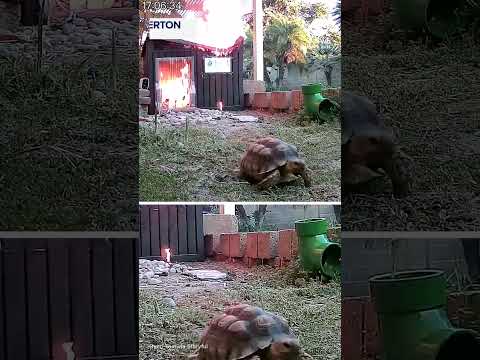 You are currently viewing Tortoise escapes from burning shed after heat lamp ignites blaze
