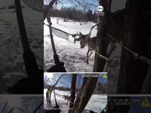 Read more about the article Minnesota police help rescue deer trapped in hammock