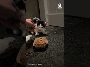 Read more about the article Kitten survives freezing temperatures before rescue on Long Island