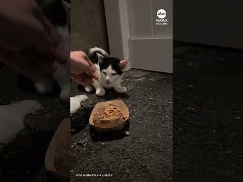 You are currently viewing Kitten survives freezing temperatures before rescue on Long Island