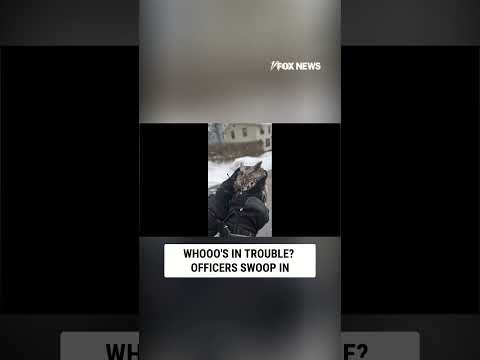 Read more about the article Whooo needed help? Syracuse owl saved!