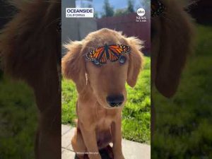 Read more about the article Golden retriever puppy perplexed by butterfly perched on its face