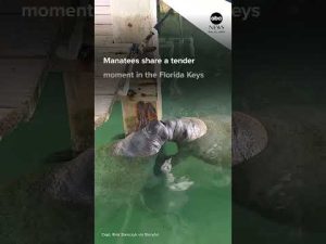 Read more about the article Manatees appear to share a kiss in the Florida Keys