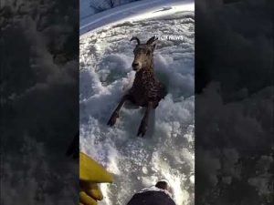 Read more about the article ICY RESCUE: Wildlife officers jump to save a sheep in peril #shorts #foxnews #news #us #fox #media