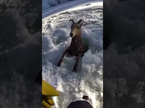 You are currently viewing ICY RESCUE: Wildlife officers jump to save a sheep in peril #shorts #foxnews #news #us #fox #media