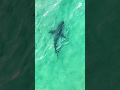 You are currently viewing Drone captures dozens of sharks swimming off New Zealand