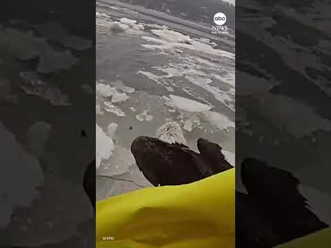 You are currently viewing New York City police rescue bald eagle from icy Hudson River