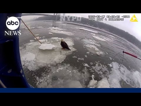 You are currently viewing NYPD officers share update after rescuing injured bald eagle on Hudson