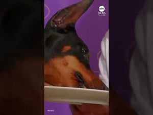 Read more about the article Westminster Dog Show winner Penny enjoys gourmet meal