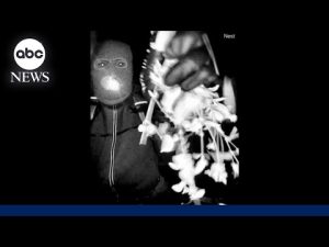 Read more about the article Masked man on Nancy Guthrie’s doorstep may have had accomplice, sheriff’s office says