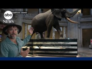 Read more about the article ‘Ghost Elephants’ go from African highlands to big screen