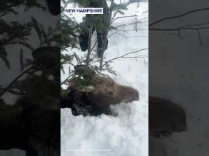 Read more about the article Snowmobilers rescue moose from deep snowbank