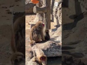 Read more about the article Punch the “lonely” monkey making friends, zoo reports