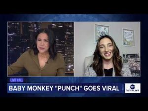 Read more about the article Baby monkey Punch gaining acceptance from peers at Japanese zoo