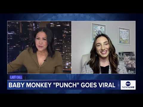 You are currently viewing Baby monkey Punch gaining acceptance from peers at Japanese zoo