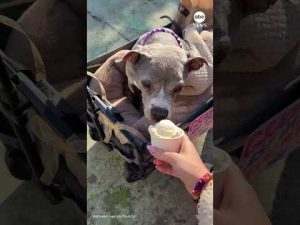 Read more about the article Terminally ill dog named ‘Gracie’ gets ‘Best Last Day Ever’