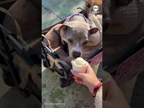 Read more about the article Terminally ill dog named ‘Gracie’ gets ‘Best Last Day Ever’