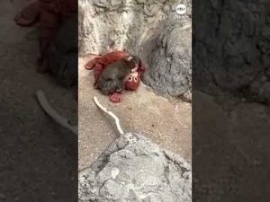 Read more about the article Punch receives hugs from older monkey