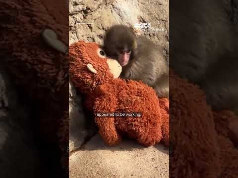 You are currently viewing Punch the monkey has fans flocking to Japan’s Ichikawa Zoo