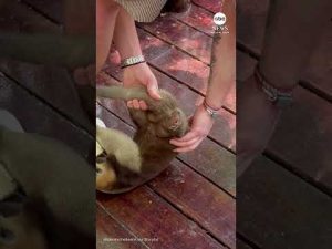 Read more about the article Amiable anteater clings to cruise passenger’s leg