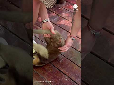 You are currently viewing Amiable anteater clings to cruise passenger’s leg