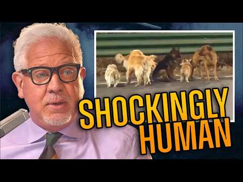 You are currently viewing 7 Stolen Dogs Escape and Travel Home… But the Story Goes MUCH Deeper