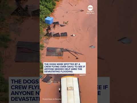 You are currently viewing Dogs rescued after being left stranded in Hawaii floodwaters