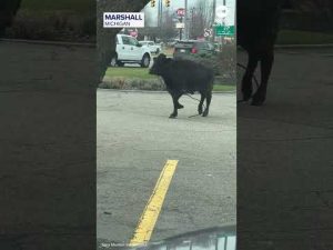 Read more about the article Cow runs loose in McDonald’s parking lot