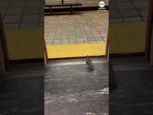 Read more about the article Polite pigeon rides train and then promptly disembarks at stop