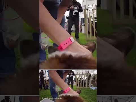 Read more about the article POV: You’re a corgi in a national race