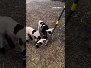 Read more about the article Snack time gets silly at the Memphis Zoo