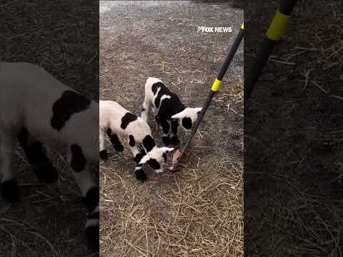 Read more about the article Snack time gets silly at the Memphis Zoo