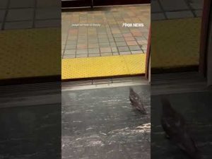 Read more about the article PIGEON PASSENGER: Watch as bird hops off at its train stop #shorts #foxnews #news #us