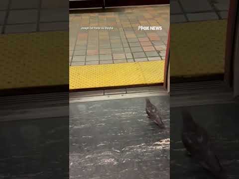 Read more about the article PIGEON PASSENGER: Watch as bird hops off at its train stop #shorts #foxnews #news #us