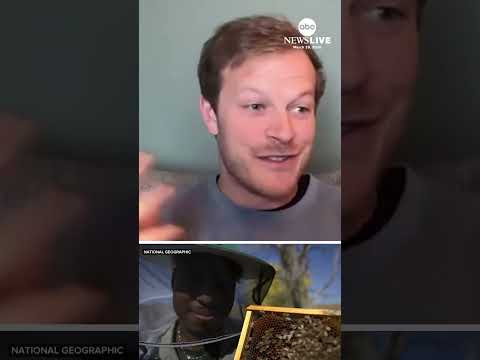 Read more about the article Nat Geo’s Bertie Gregory on how you can help bees: ‘Plant wildflowers’