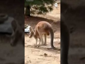 Read more about the article Chesney the kangaroo found after 3-day search