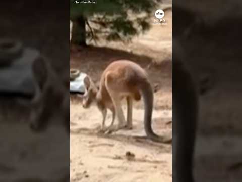 You are currently viewing Chesney the kangaroo found after 3-day search