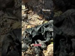 Read more about the article DNA match found on gloves near Guthrie home #shorts #foxnews #us #crime