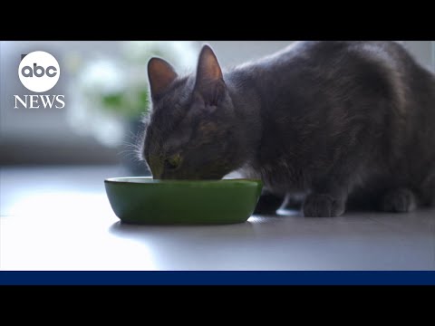 Read more about the article How to care for your pet with health care prices on the rise