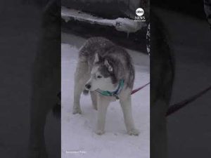 Read more about the article Iditarod kicks off in Alaska with ceremonial start in Anchorage