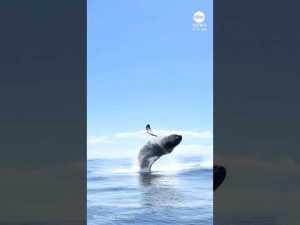 Read more about the article Boaters capture rare triple whale breach off Hawaii