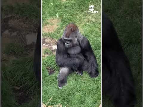 Read more about the article Punch the monkey inspires zoos