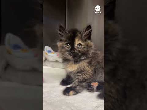 You are currently viewing Animal shelter rescues kitten who appeared inflated like a balloon